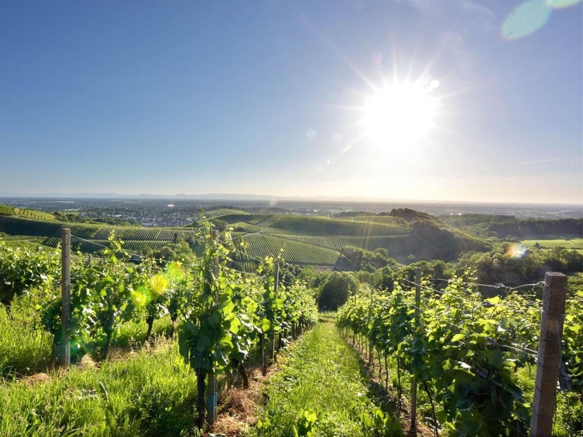 Ferienwohnungen Weingut Pieper Basler Offenburg Exterior foto